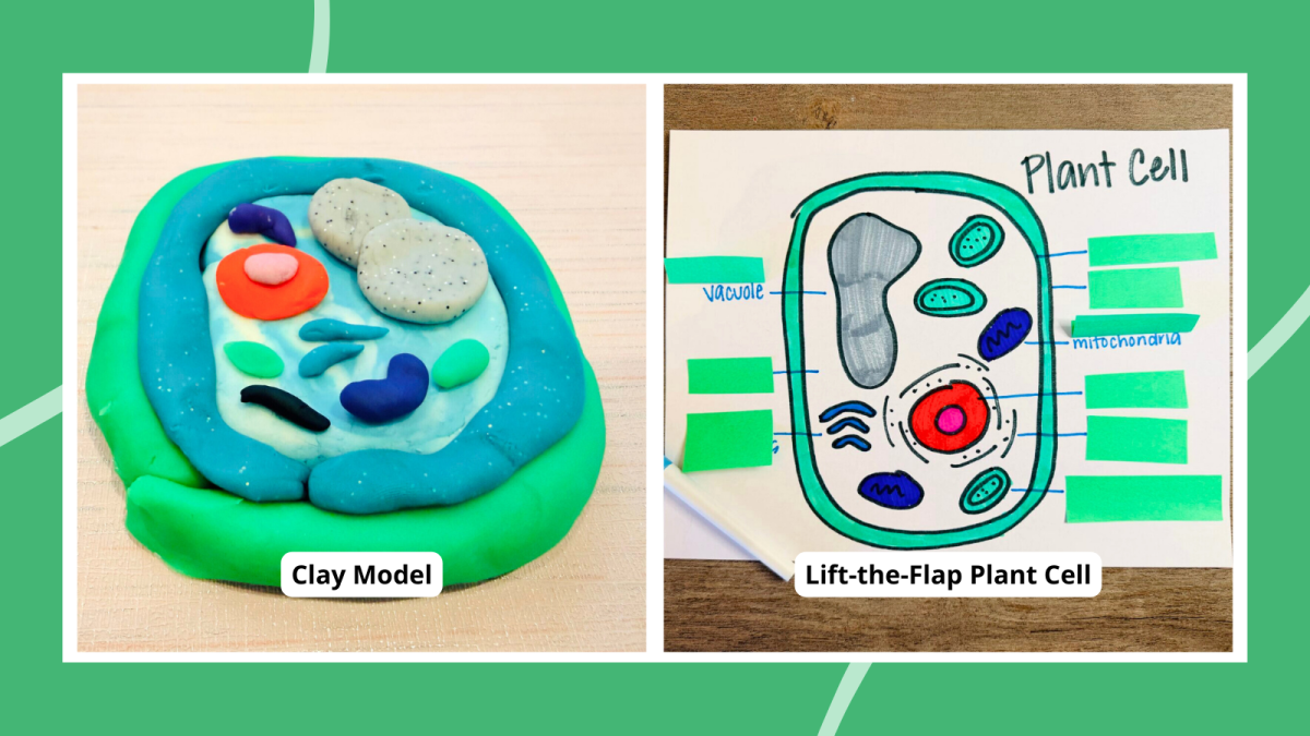 Creative Cell Project 30 Creative Plant Cell Project Ideas To Try This Year - My Blog